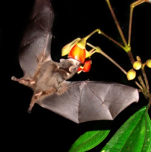 An Anoura geoffroyi bat pollinating a Meriania blossom.  Photo Credit: Nathan Muchhala, University of Toronto.